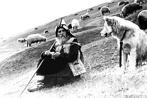 Старец Клеопа (Илие) пасёт стадо